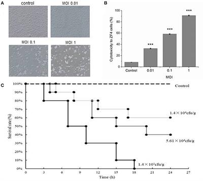 Pre-injection of Zebrafish (Danio rerio) tnfb Polyclonal Antibody Decreases the Mortality of Vibrio vulnificus Infected Zebrafish